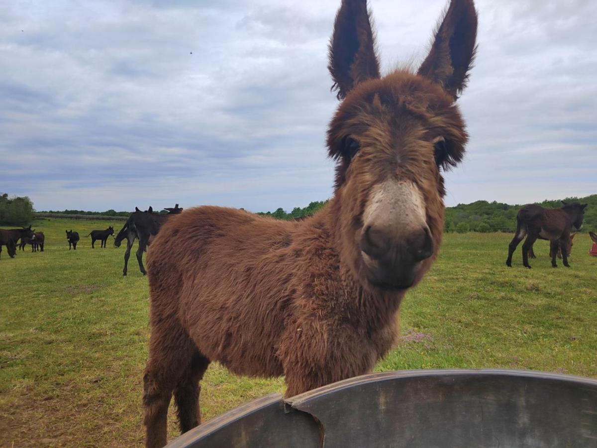 布罗托尼贾Ranch Radin住宿加早餐旅馆 外观 照片