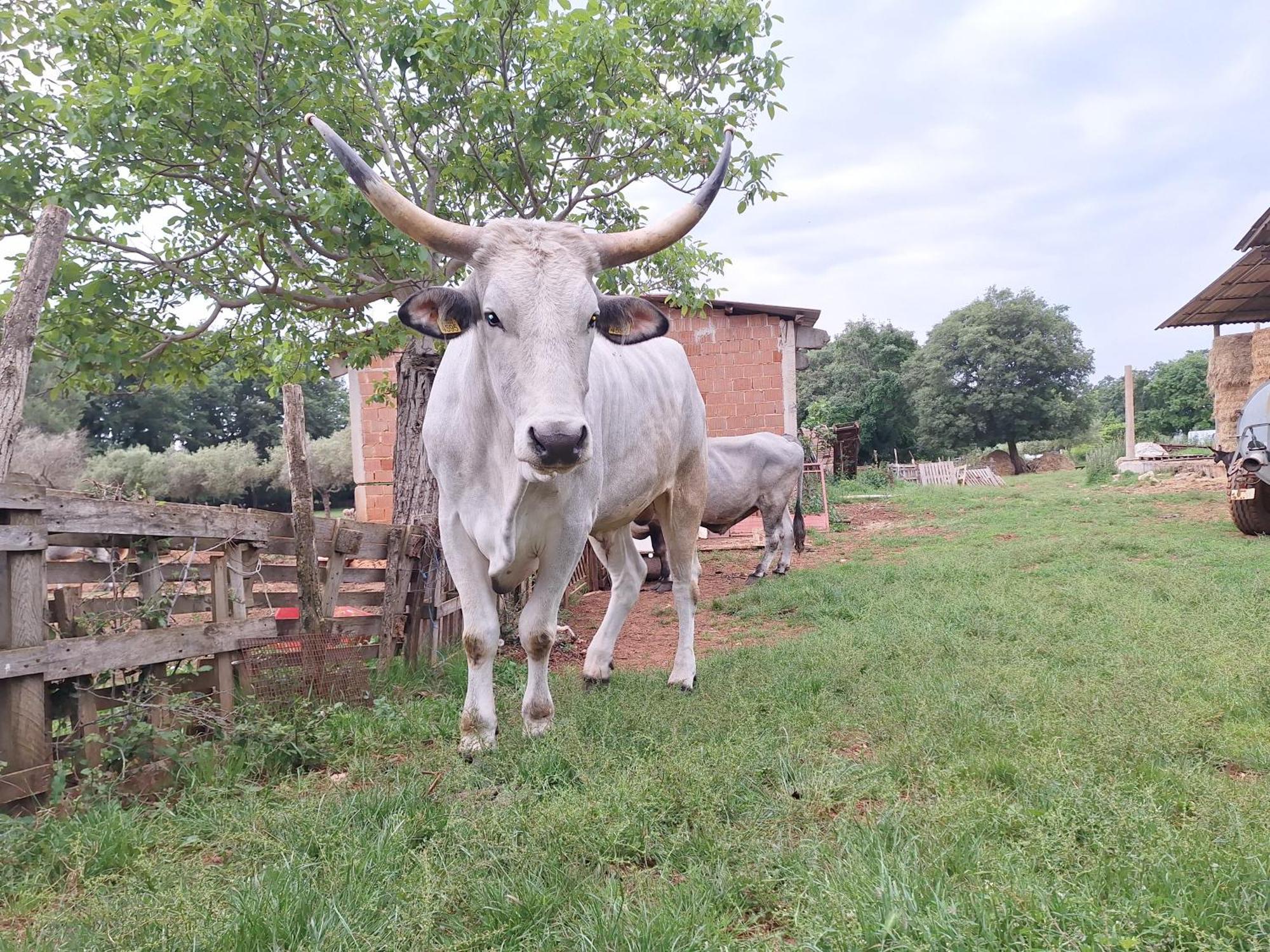 布罗托尼贾Ranch Radin住宿加早餐旅馆 外观 照片